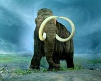 First comprehensive analysis of the woolly mammoth genome completed