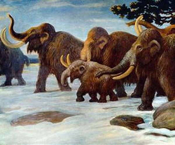 Loss of ancient grazers triggered a global rise in fires