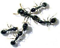 Division of labor in social insects