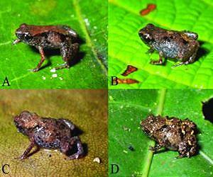 World's smallest frogs discovered in New Guinea