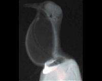 Bird research suggests calling dinosaurs may have been tight-lipped