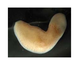 Simple Marine Worms Distantly Related To Humans