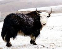 Pandas and yak soup on Michelle Obama's China menu