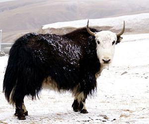Wild yaks making comeback in Tibet