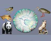 Targeted conservation could protect more of Earth's biodiversity
