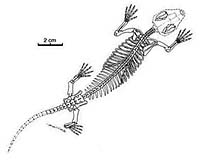 Paleontologists Discover New Mammal From Mesozoic Era