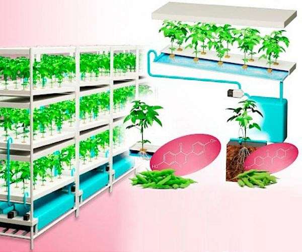 Hydroponic plant factories enable continuous urban edamame harvest