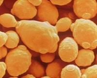 BESC, Mascoma develop revolutionary microbe for biofuel production