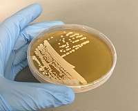 Insects could help us find new yeasts for big business