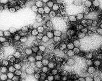 Congo declares yellow fever epidemic