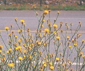 Climate change allows invasive weed to outcompete local species