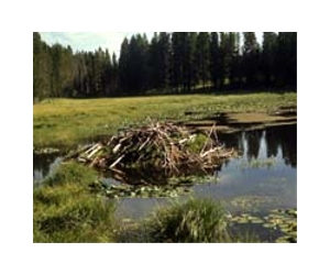 Oil spilled into Yellowstone River in US