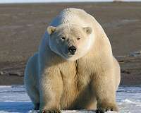 How to conserve polar bears and maintain subsistence harvest