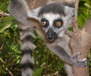 Lemur Extinctions Highlight Growing Ecological Retreat