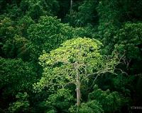 Recovering tropical forests a sponge for CO2: study