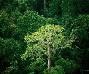 Young tropical forests contribute little to biodiversity conservation