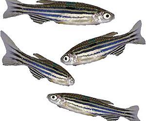 Probiotics help fish grow up faster and healthier