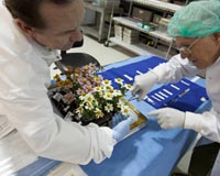 Flowering Zinnias on set stage for deep-space food crop research