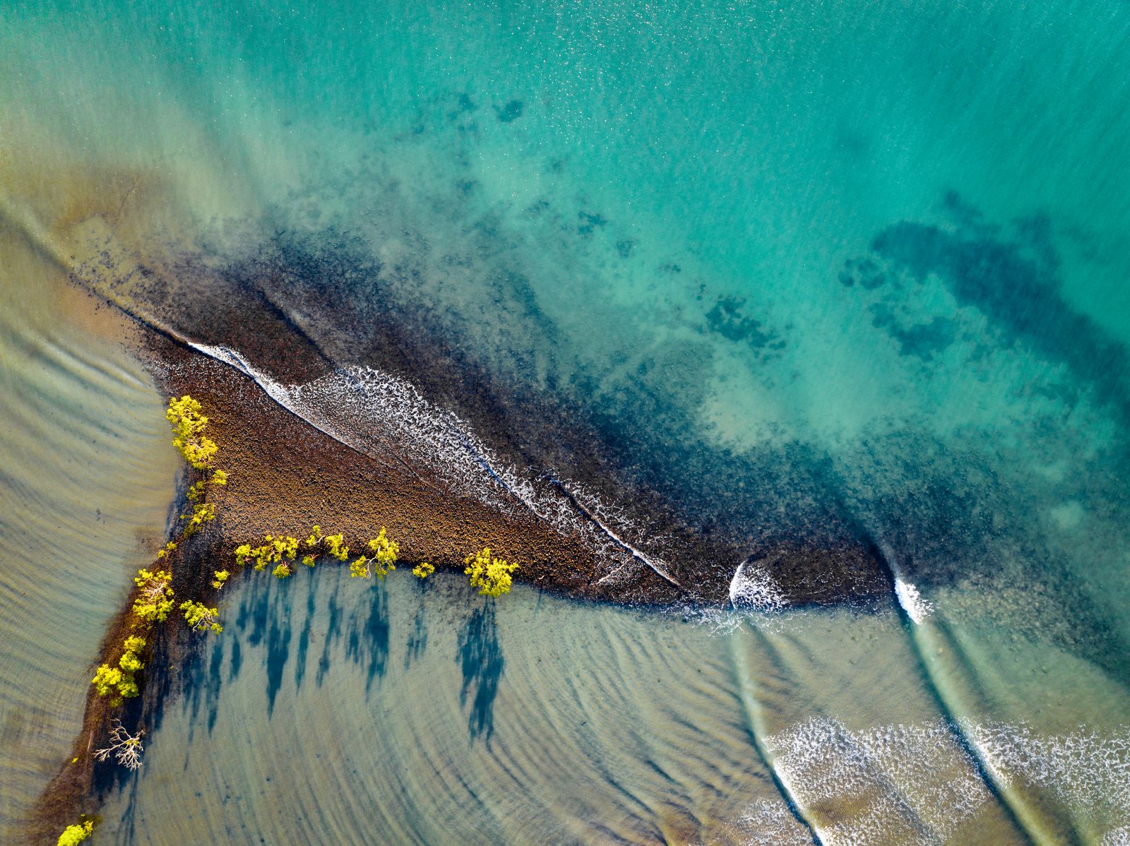 How does a coastal forest that grows in saltwater store three to five times more carbon per hectare than a tropical rainforest on solid ground?