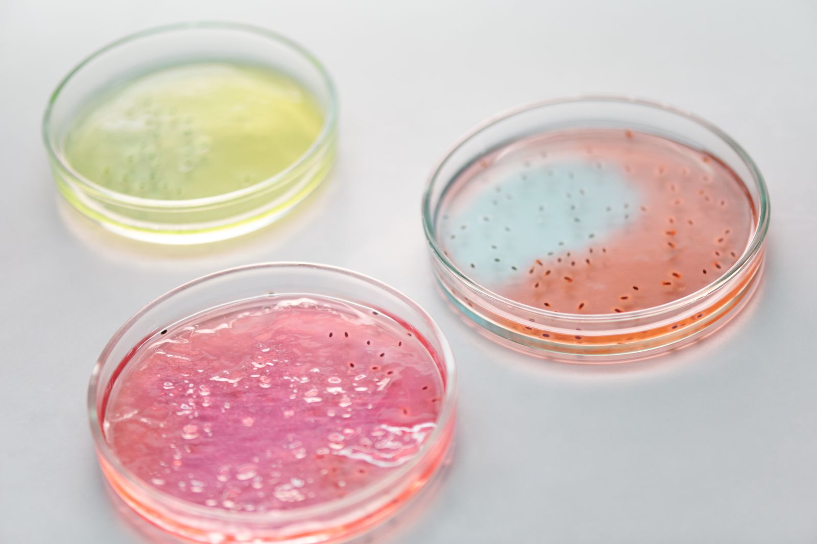 In 1928, Alexander Fleming came back from a summer holiday to find a stray mould had drifted onto a Staphylococcus plate in his cluttered London lab, and the clear ring of dead bacteria around it became the accidental beginning of the antibiotic era