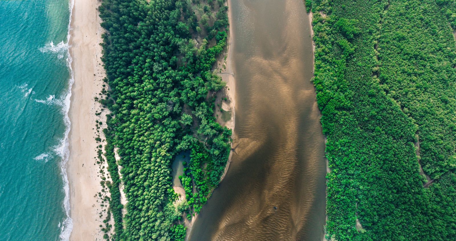 mangrove aerial coastline