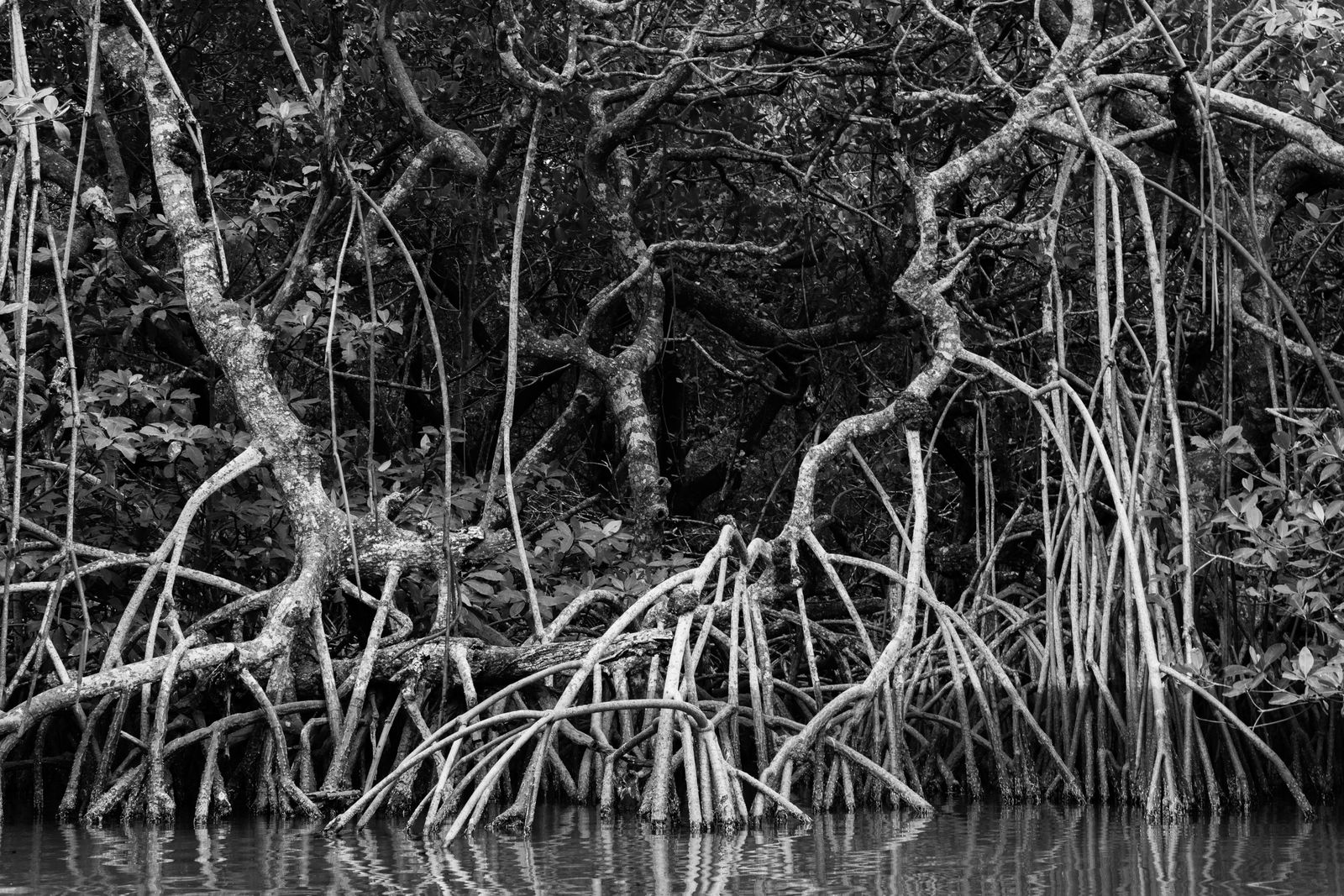 mangrove roots water