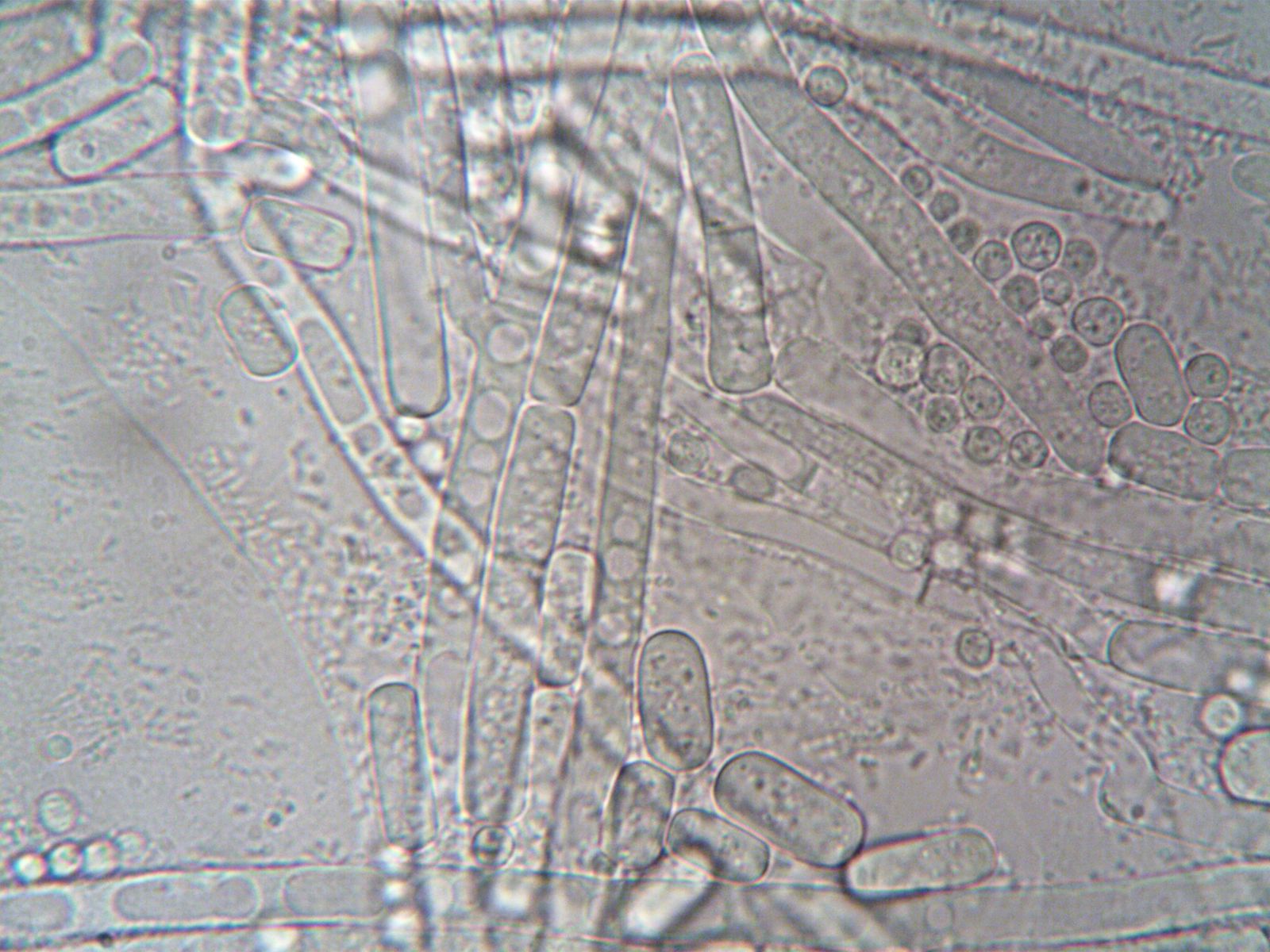 penicillium mould petri dish