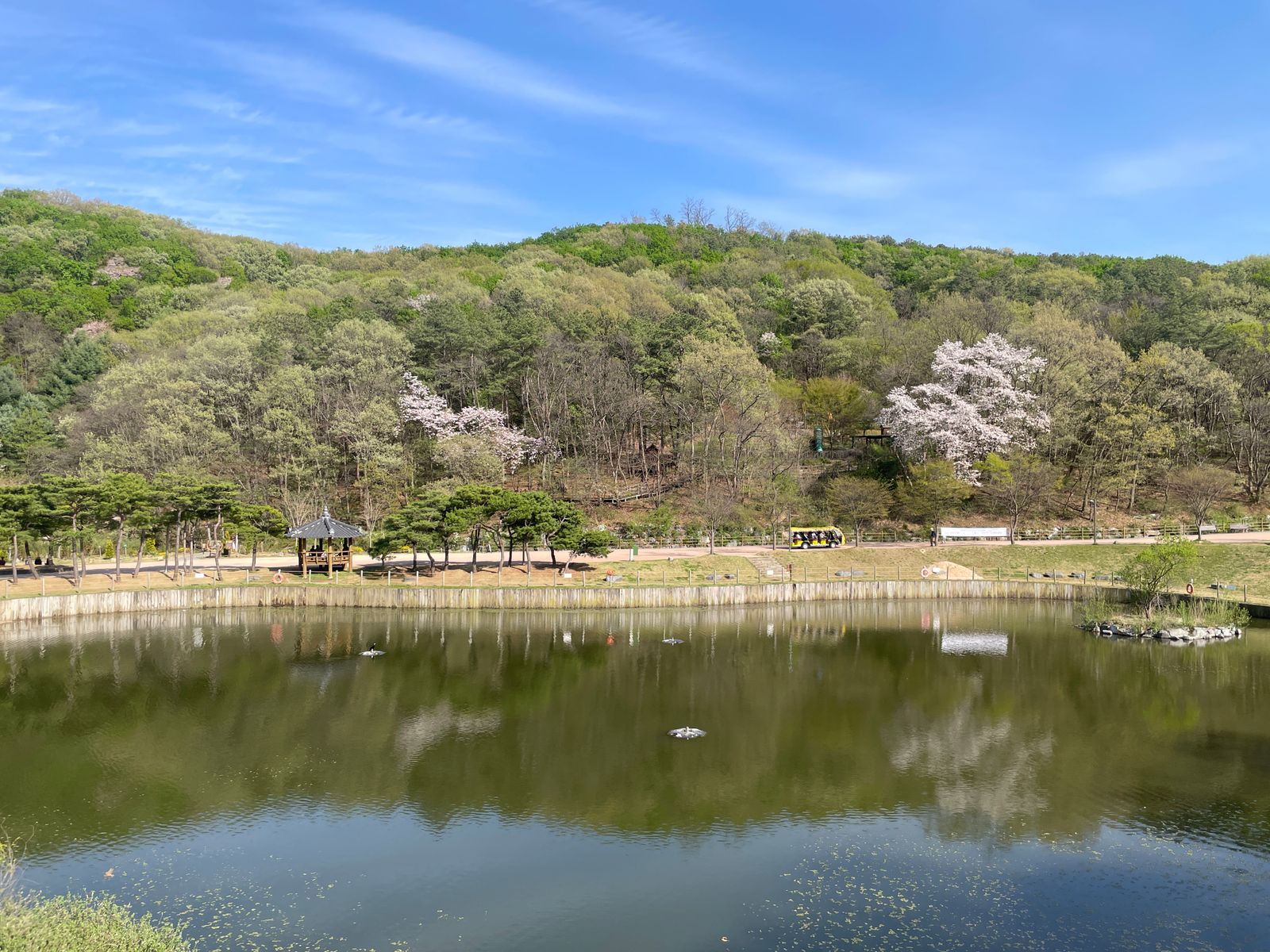 reforested Korean hillside