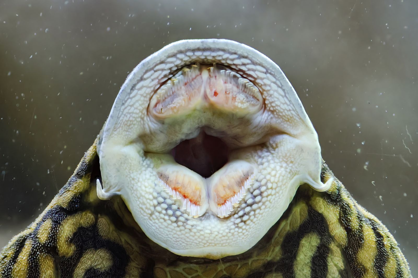 A parasitic crustacean called Cymothoa exigua enters a fish through the gills, causes most of its tongue to degenerate, and then attaches itself to the remaining stump, where it may serve as a mechanical replacement