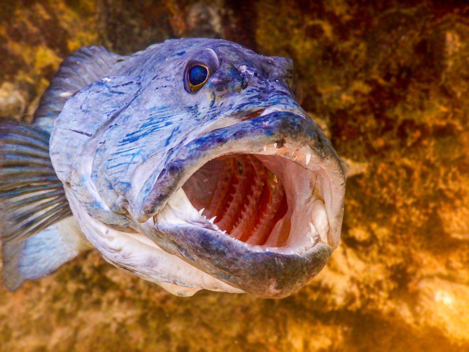 Cymothoa exigua fish mouth