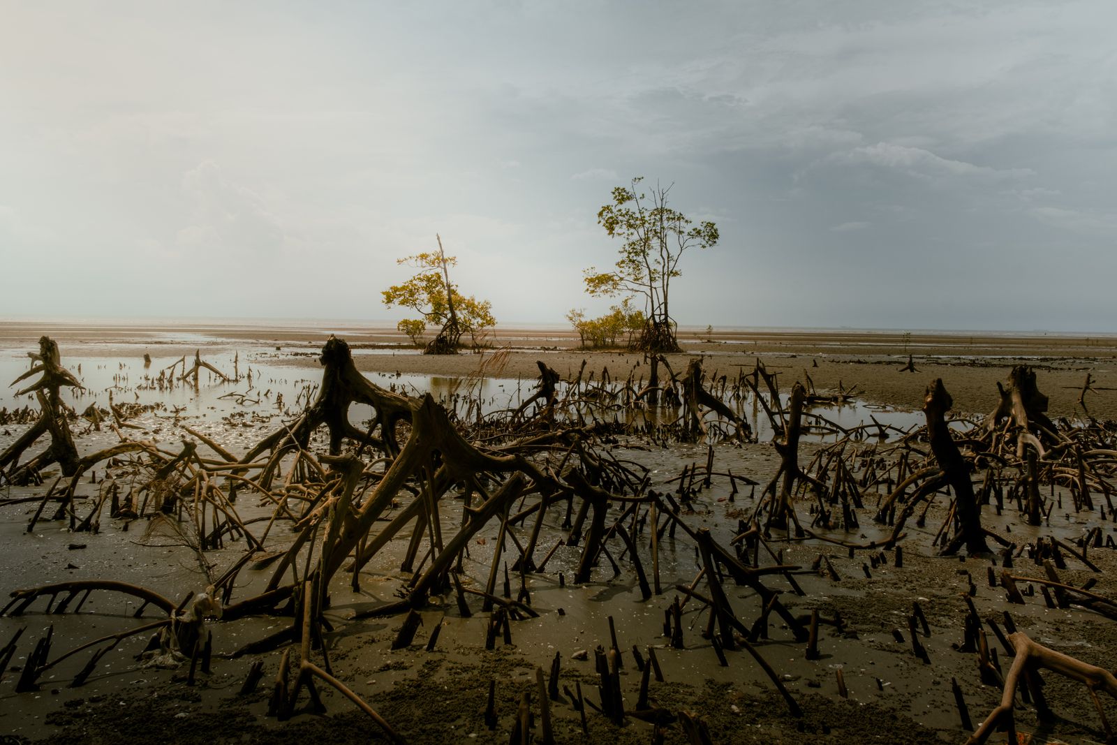 keora mangrove pneumatophores mudflat