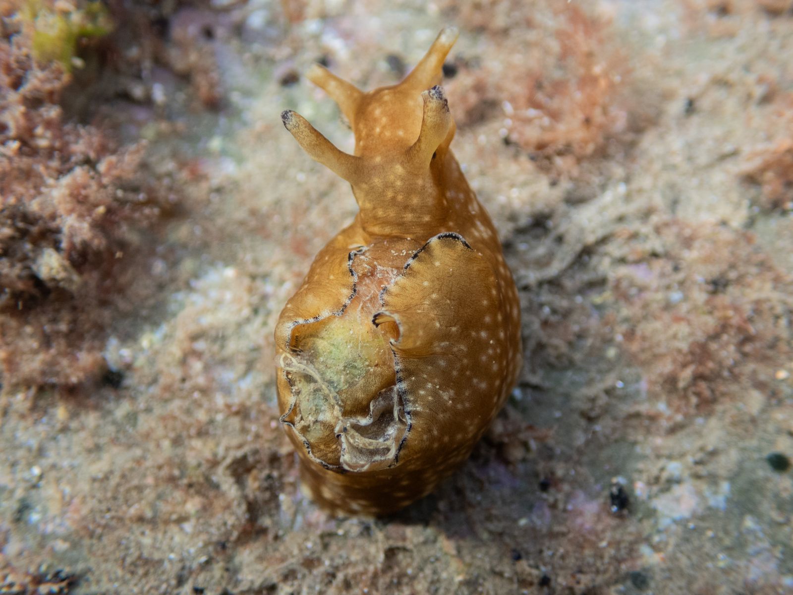 parasitic isopod specimen