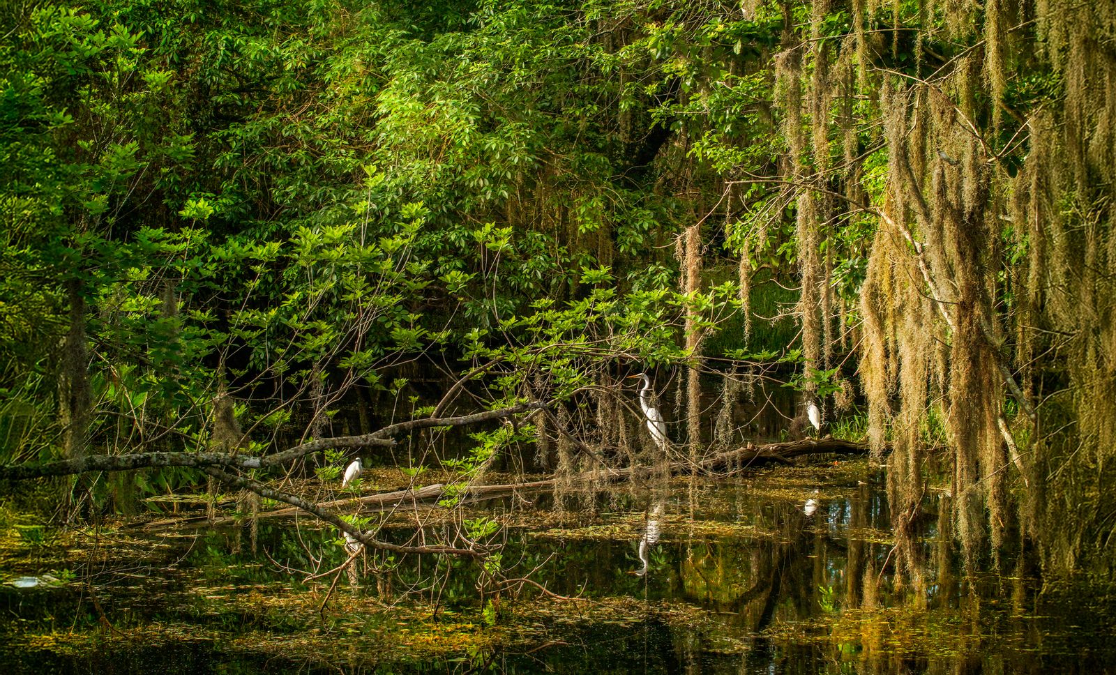 tropical peat swamp