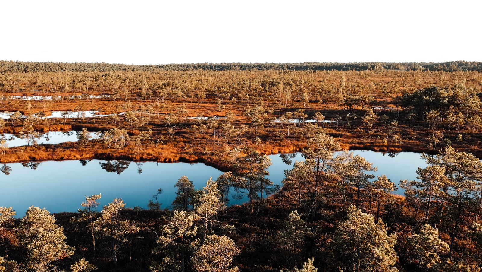 Why does draining a waterlogged bog only a few metres deep release more carbon into the atmosphere than clearing an equivalent area of tropical rainforest?