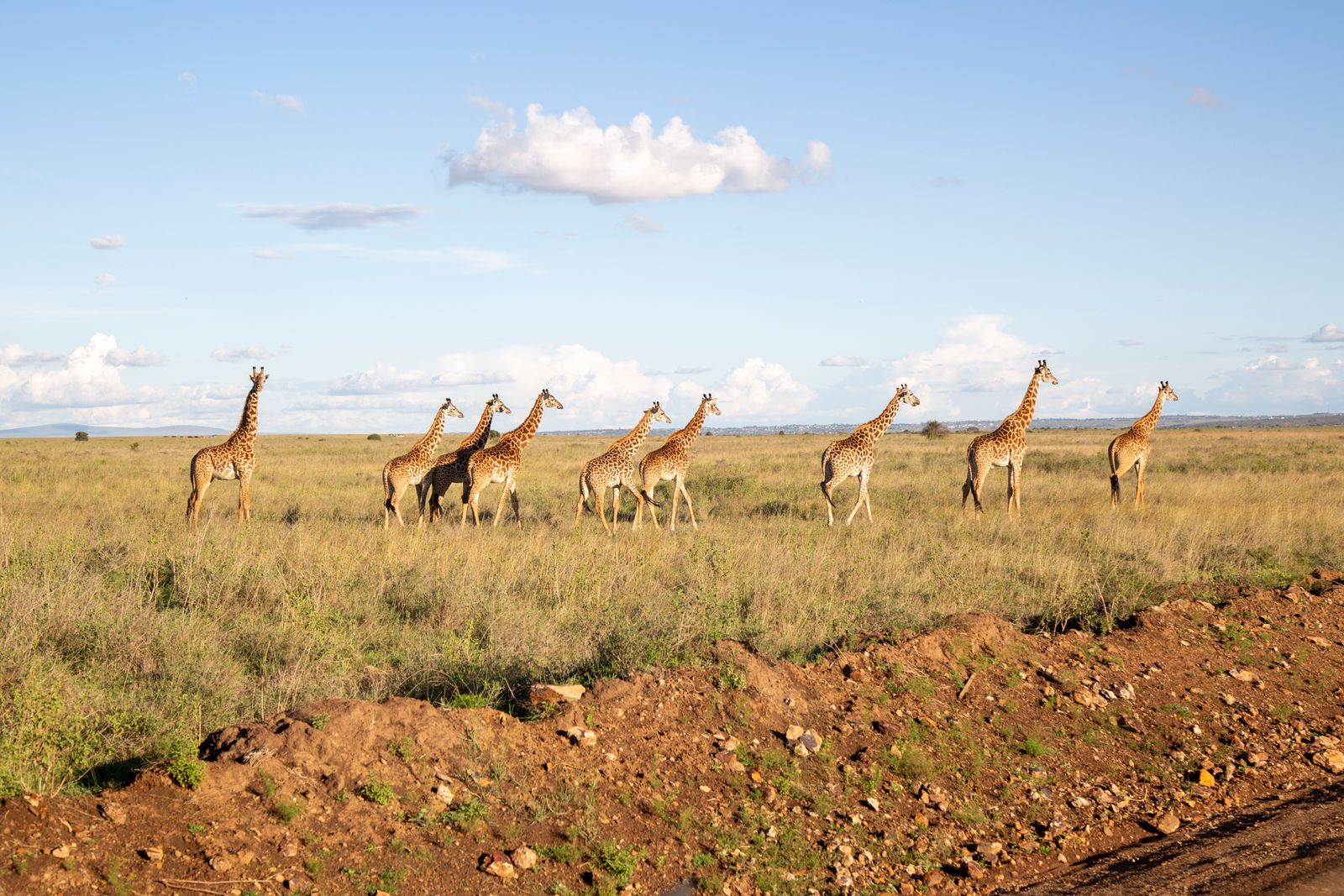 acacia savanna giraffe cattle