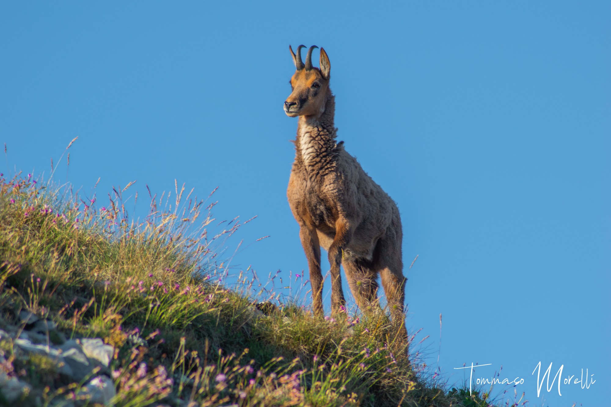 Between 1991 and 2006, 40 Apennine chamois — 22 females and 18 males — were released into Italy's Majella National Park; about two decades on the herd exceeds 1,300 and is still growing