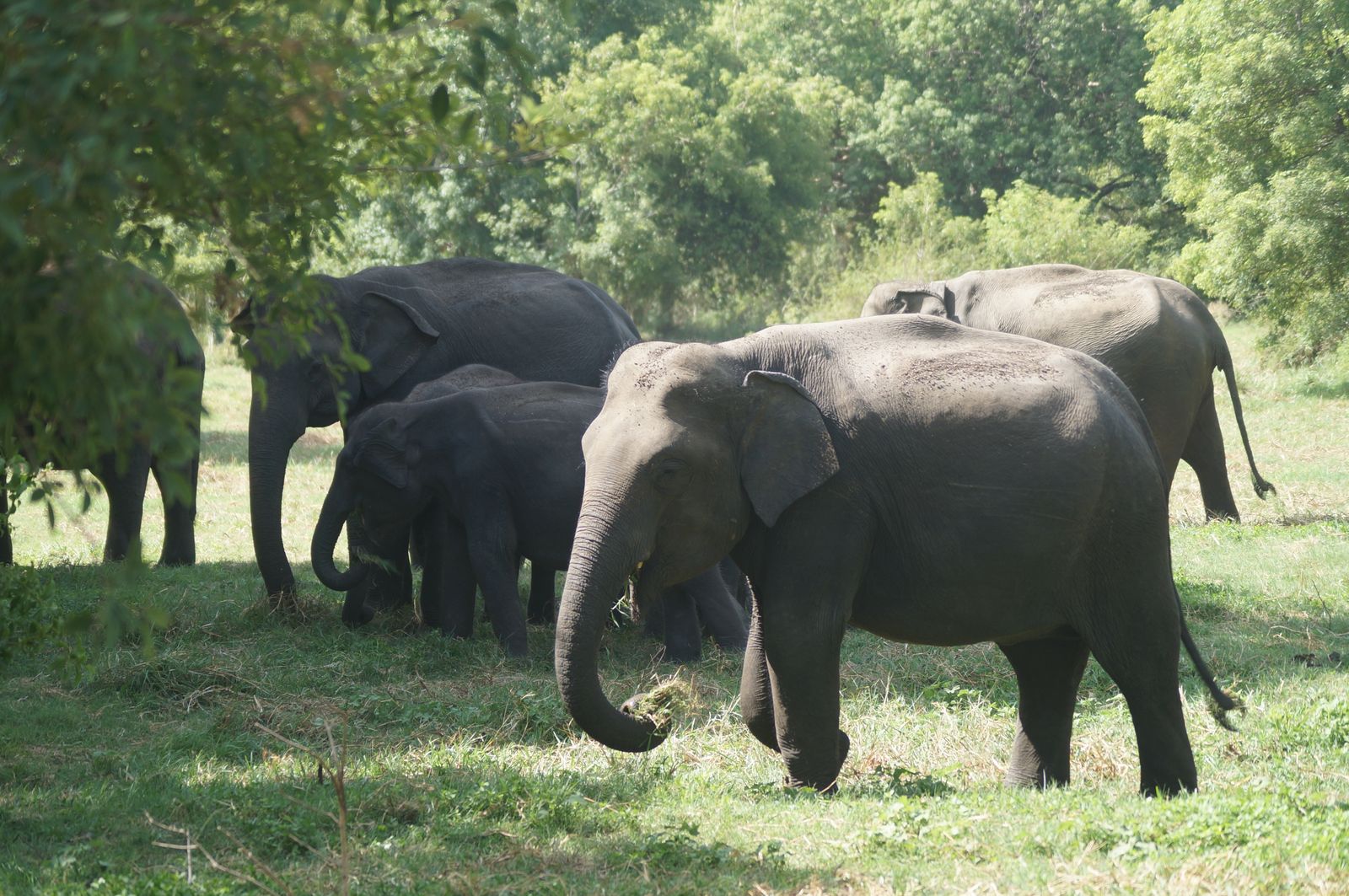 forest elephant Gabon beach