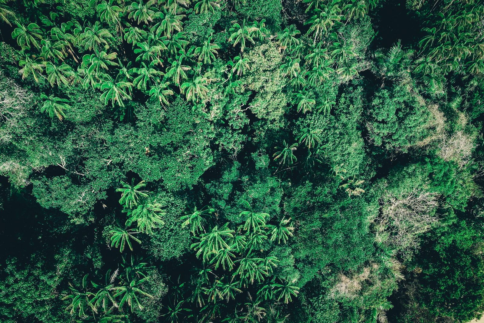 Gabon rainforest canopy