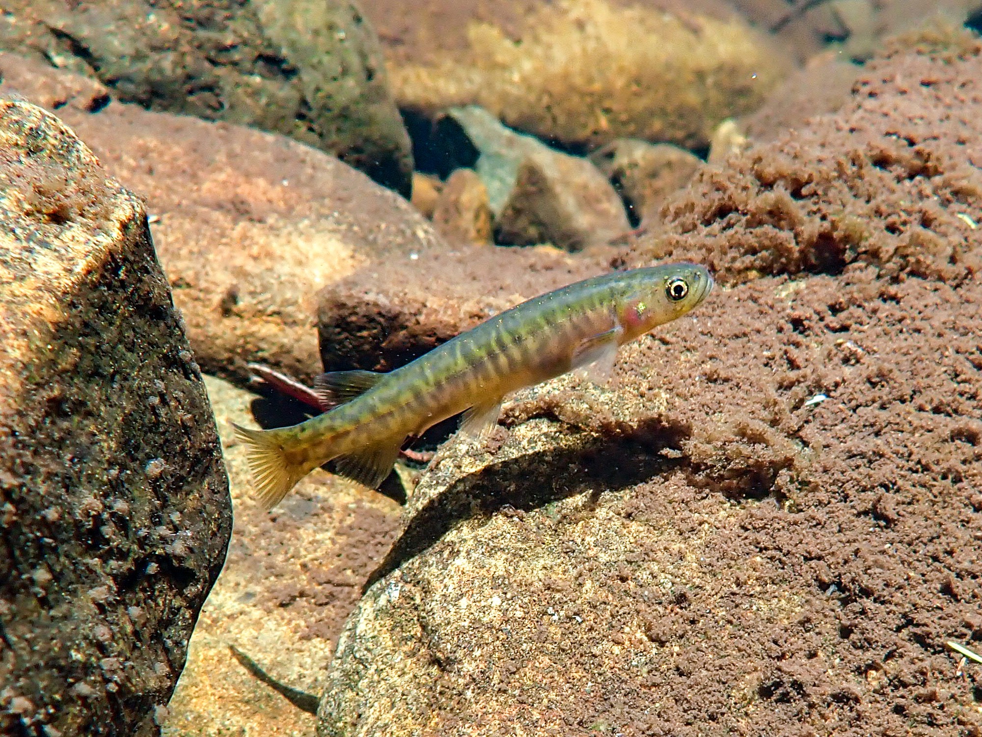 In 1864 brown trout ova from England hatched in Tasmania's Plenty River; about 6,000 swan galaxias remain, and in 2023 conservationists moved 180 into three trout-free havens