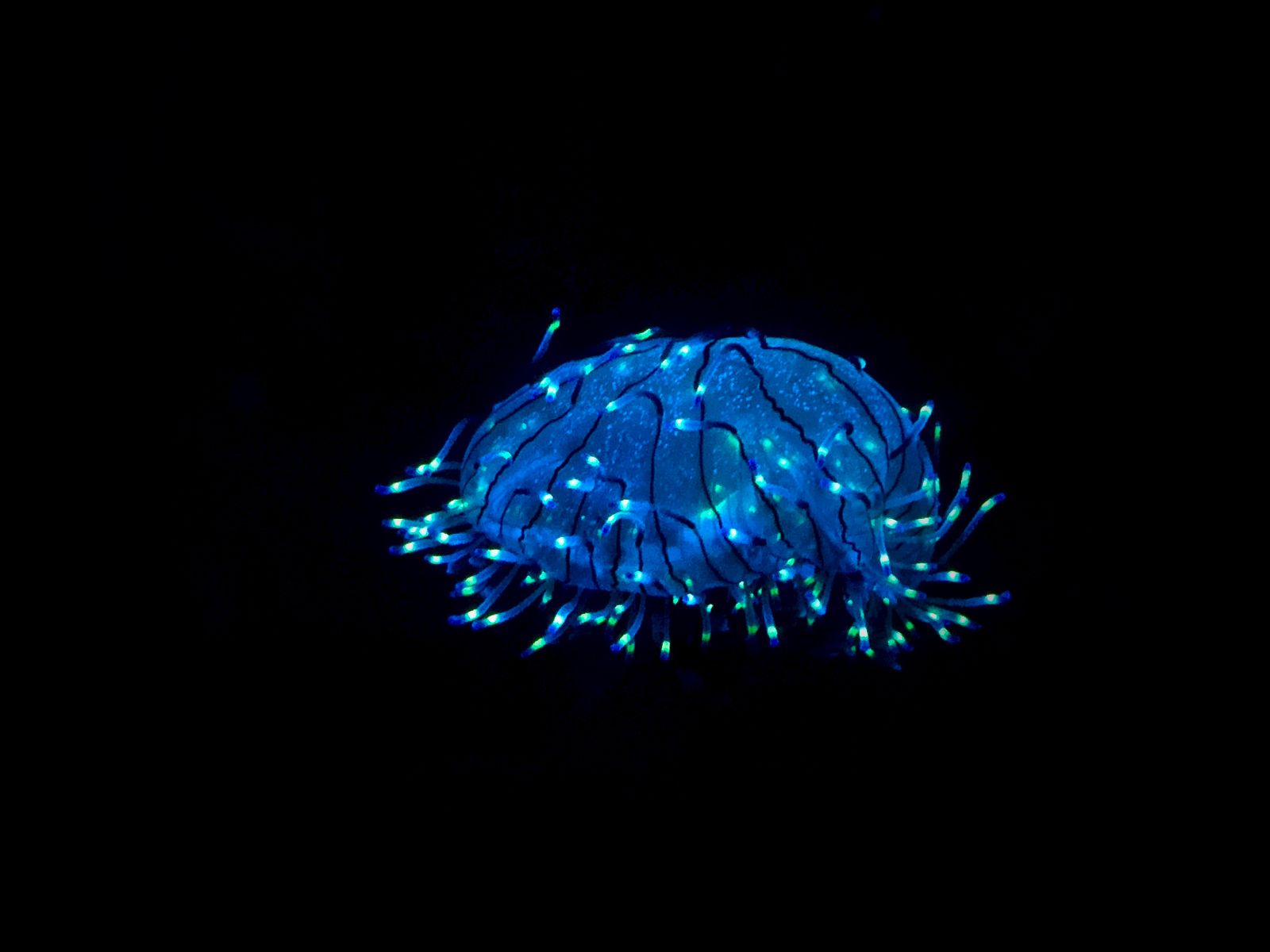 hadal trench tubeworms clams