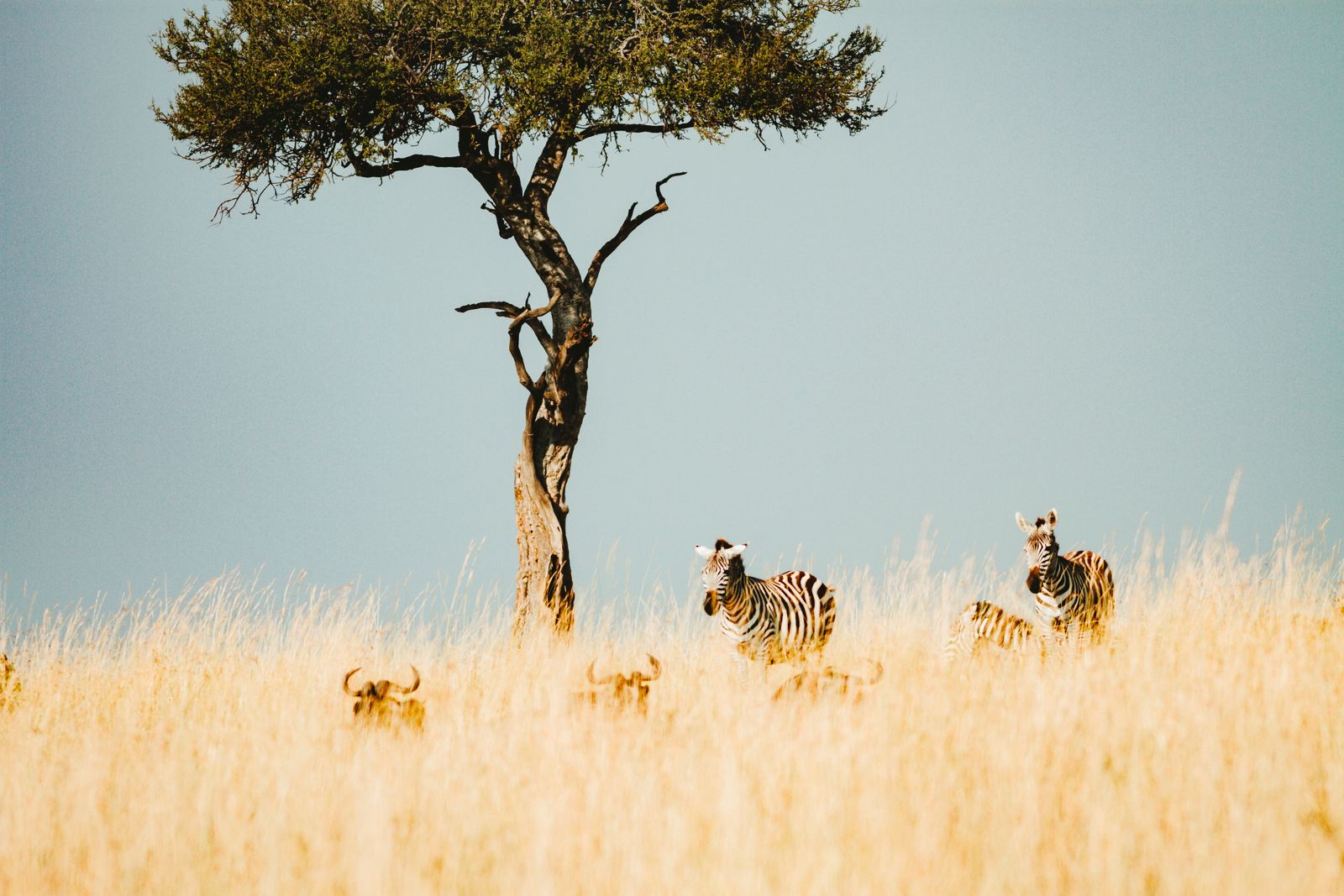 How does an East African pastoralist community keep grazing its cattle across the same rangelands where lion, elephant and giraffe populations have recovered over roughly two decades, even as fences and farms fragment the corridors around them?
