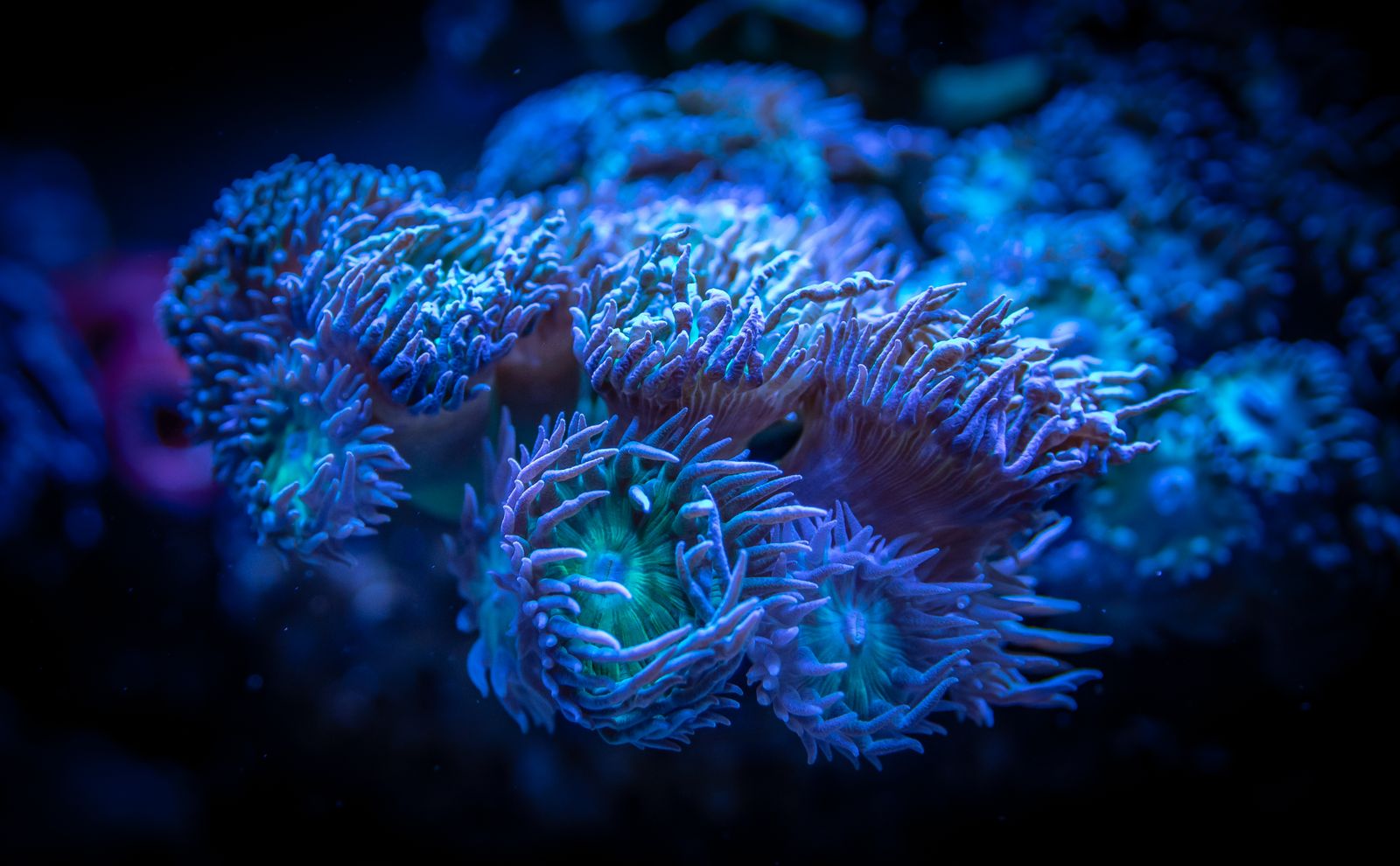 hydrozoan polyp seafloor