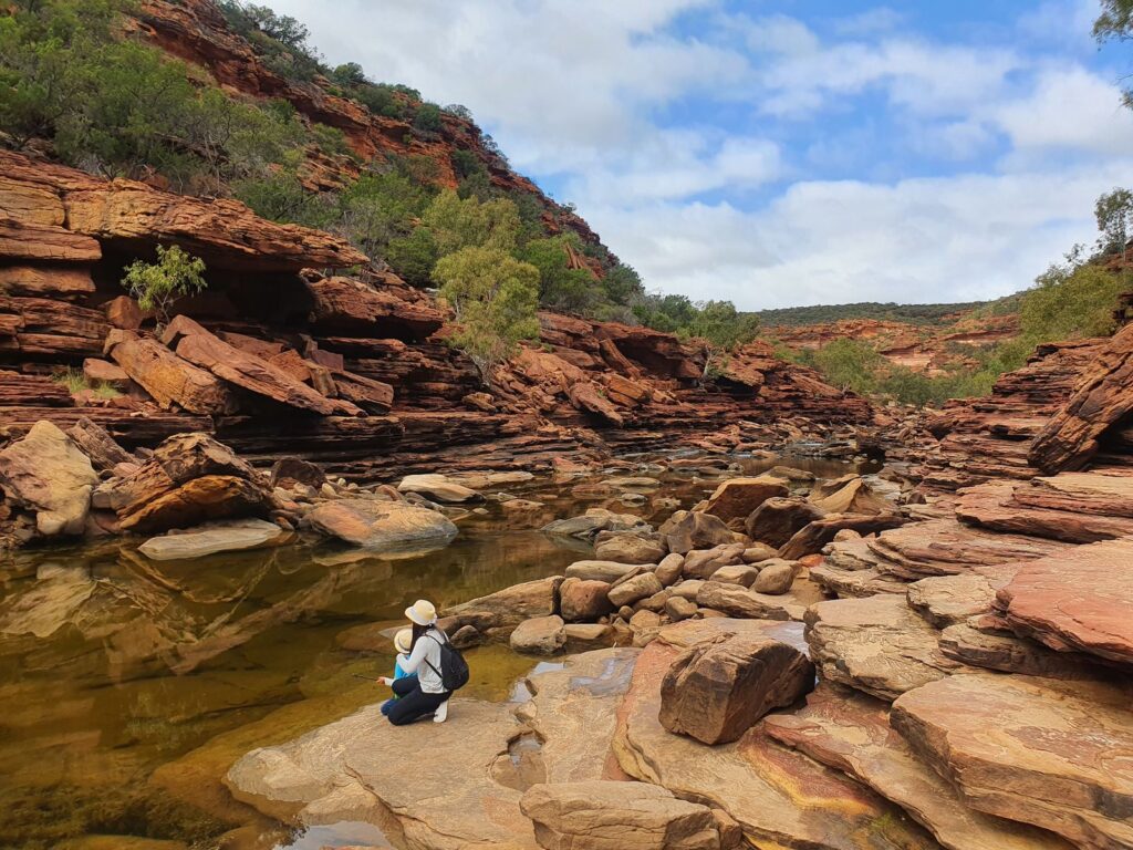 In 1994, a bushwalker abseiling into a sandstone gorge 150 kilometres from Sydney found a stand of trees with knobbly bark and fern-like leaves that turned out to be Wollemi pines, a species known only from 90-million-year-old fossils and presumed extinct since the dinosaurs