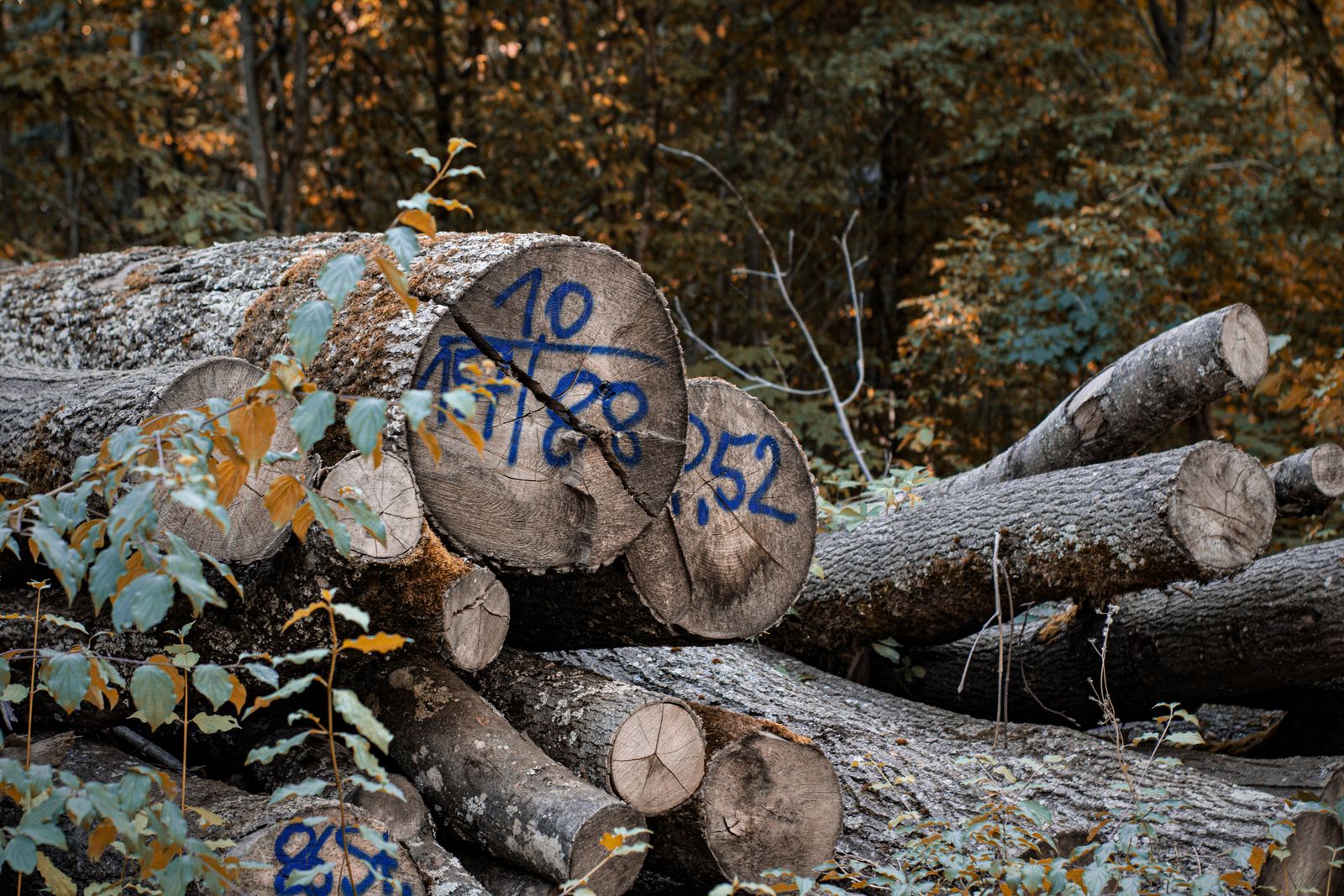 Kulik expedition felled trees