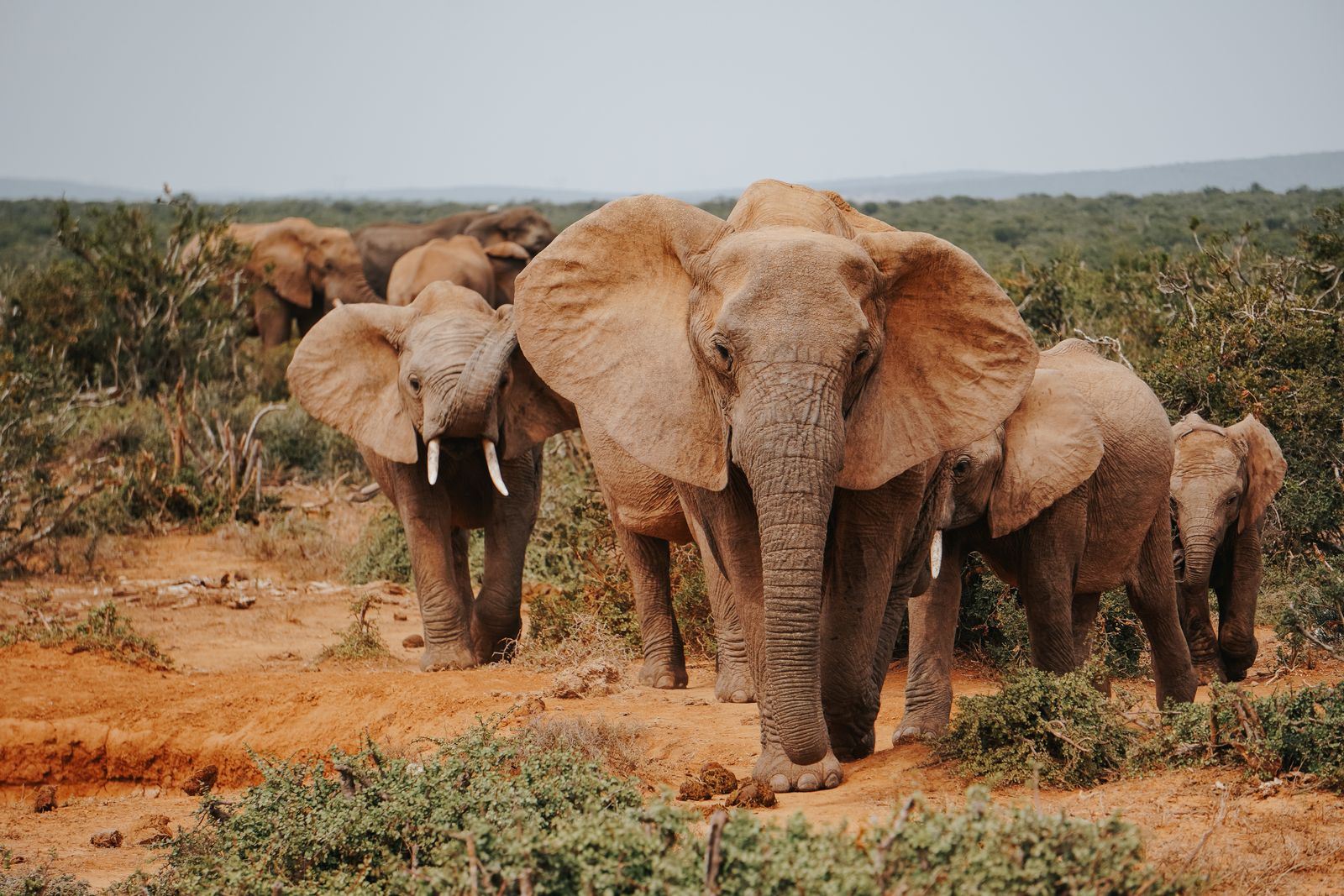 Maasai herders Amboseli elephants