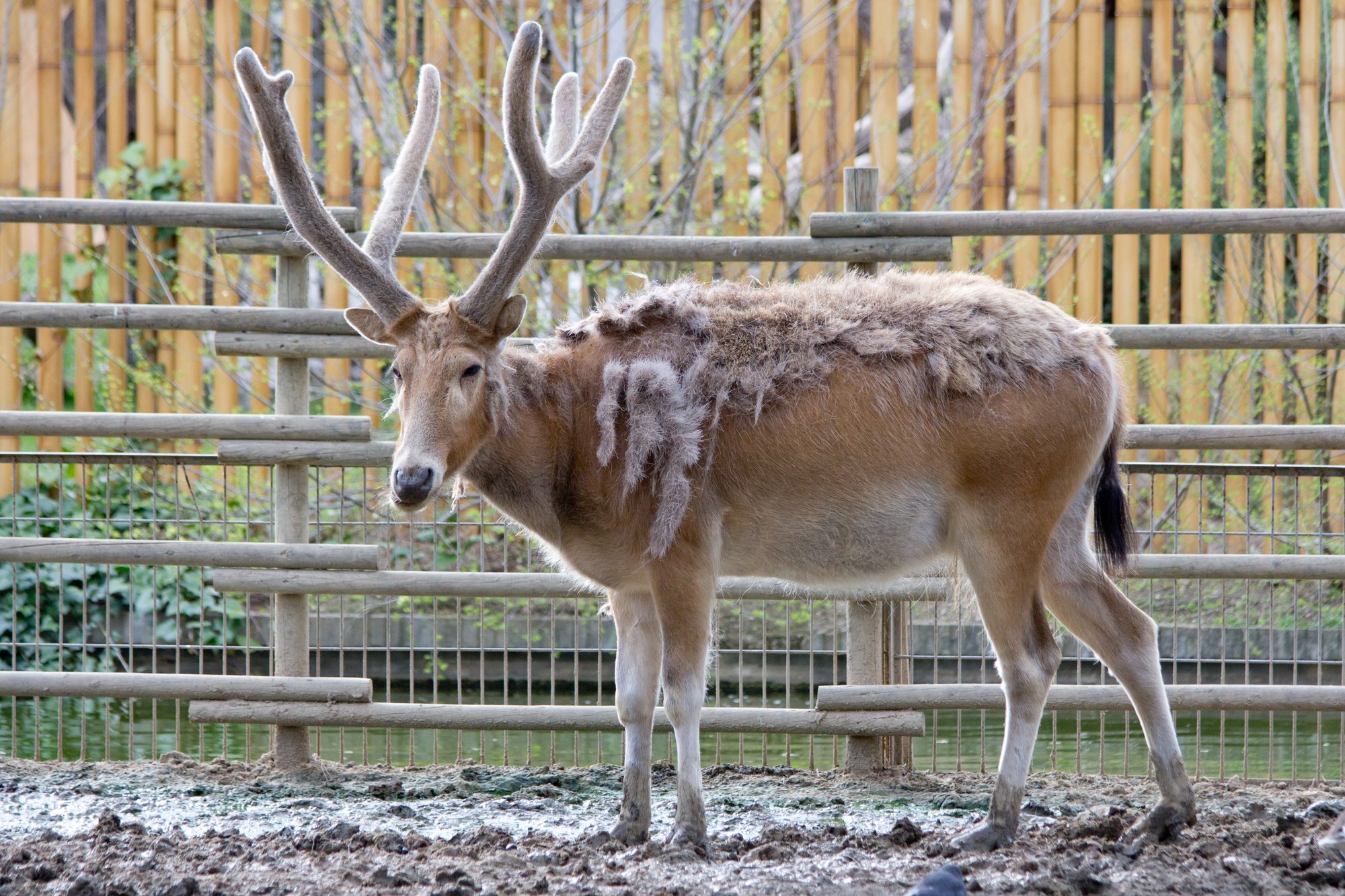 Between 1985 and 1987, 77 Père David's deer returned from England to Beijing and Dafeng after China's last herd vanished at Nanhaizi in 1900; by 2020 about 9,062 lived at 83 sites