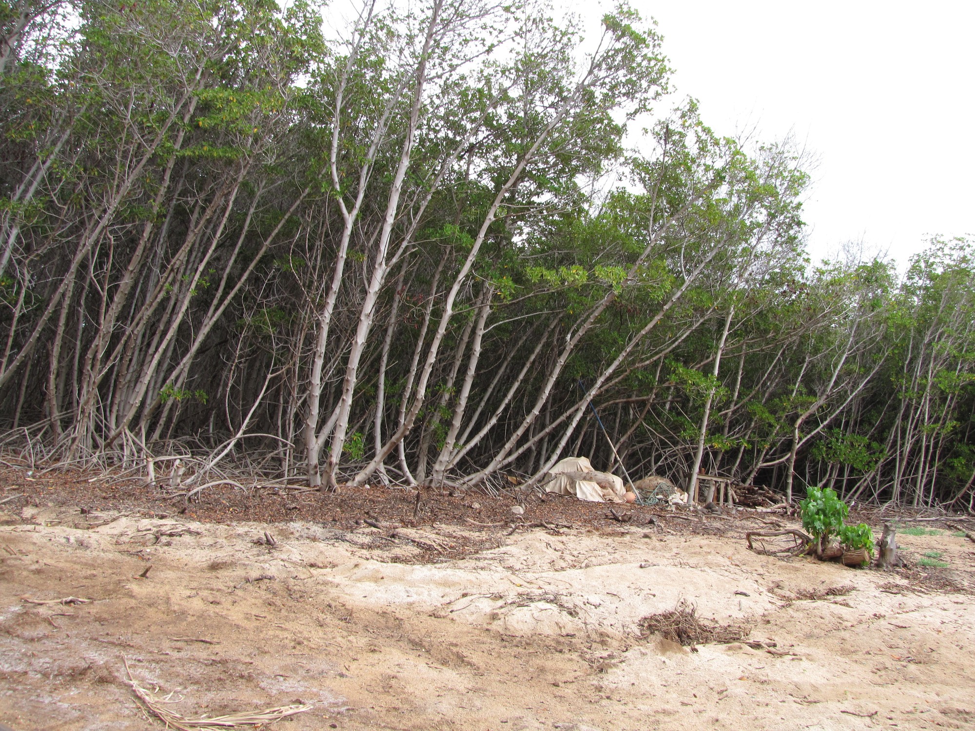 In 1902 the American Sugar Company planted Florida red mangroves on Molokai's mudflats to hold the silt; by 2001 Oʻahu alone carried 146.57 hectares, up from 9.49 in 1951–52