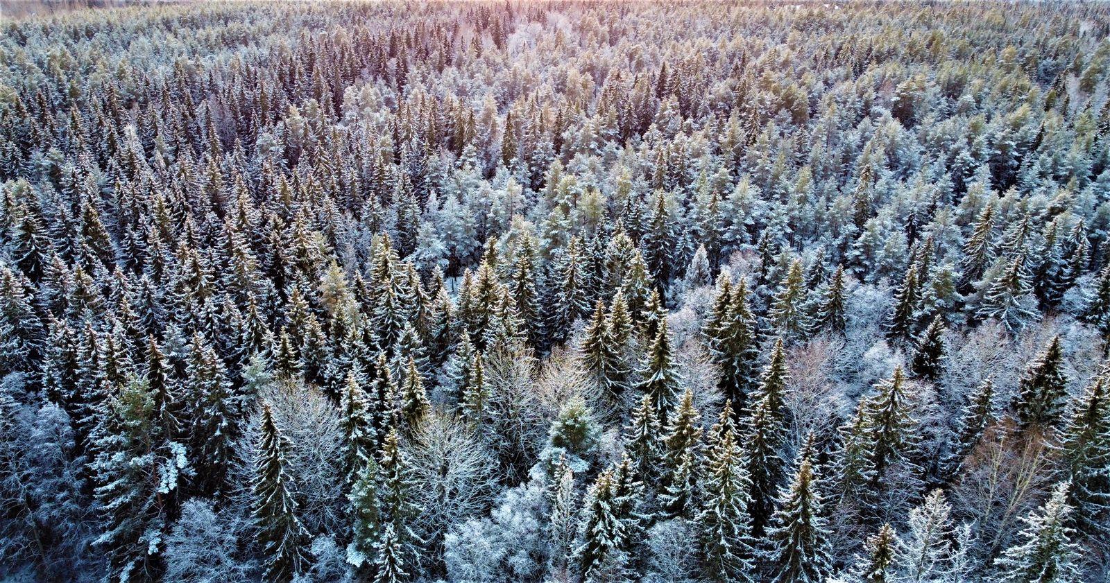 Siberian taiga aerial view