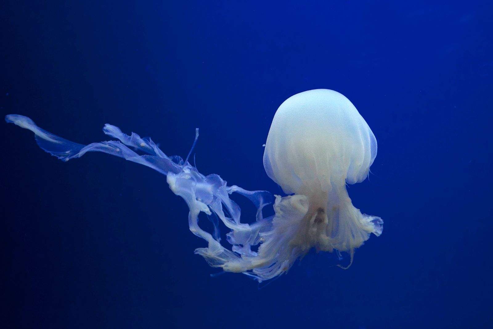 The immortal jellyfish Turritopsis dohrnii responds to injury or starvation by reabsorbing its tentacles, sinking to the seafloor, and reverting its adult cells