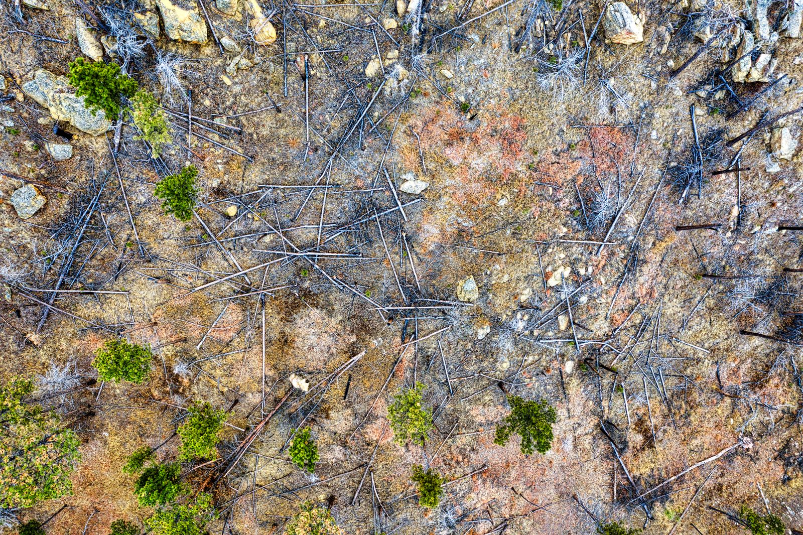 The Tunguska object vaporised almost entirely in the airburst, so Leonid Kulik's 1920s and 1930s expeditions mapped the event not from a crater but from the radial pattern of felled and scorched trees stretching hundreds of square kilometres from the epicentre